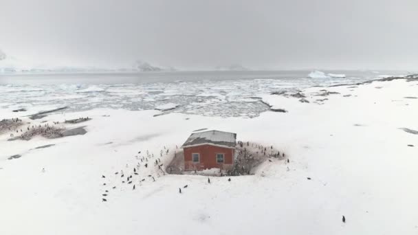 Edificio de la estación Antártida rodeado de pingüinos — Vídeos de Stock
