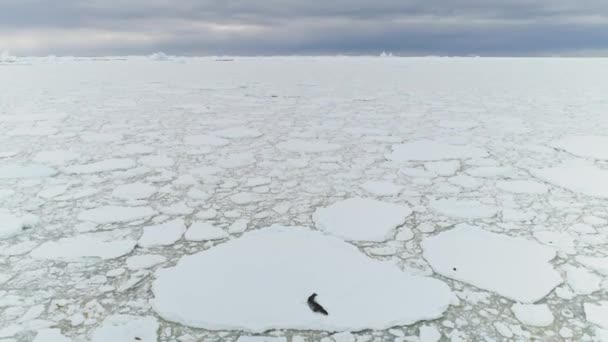 Zegel op ijsberg. Antarctica de Oceaan. Luchtfoto. — Stockvideo