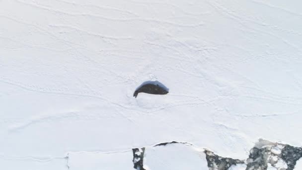 Tierra de nieve Antártida, océano de hielo. Disparo aéreo . — Vídeos de Stock
