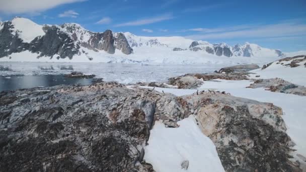 Snow rock with penguins. Antarctica aerial shot. — Stock Video