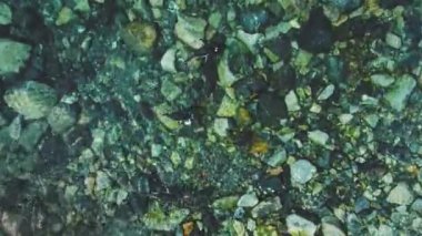 Penguenler açık suda yüzmek. Antarktika atış.