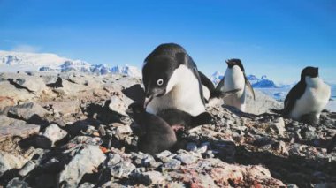 Yakın çekim Kadın penguen bebekler ile. Antarktika.