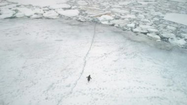 Kar, buz arazi üzerinde çalışan Antarktika pengueni.