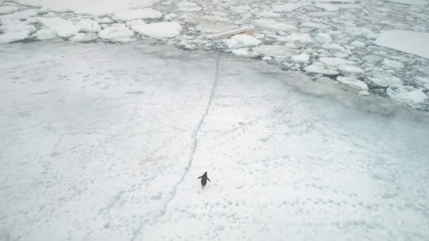 Ανταρκτική πιγκουίνος τρέχουν σε χιόνι, πάγο γης. — Αρχείο Βίντεο