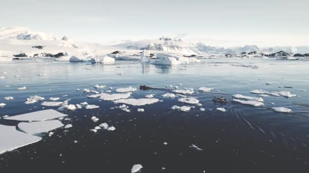 Zodiac båtar i Antarktis ocean. Antenn skott. — Stockvideo