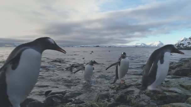 Gentoo tučňák skok rock na břeh Antarktidy — Stock video