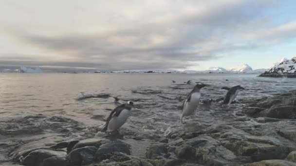 Gentoo pinguim vir para a costa de neve antártica — Vídeo de Stock