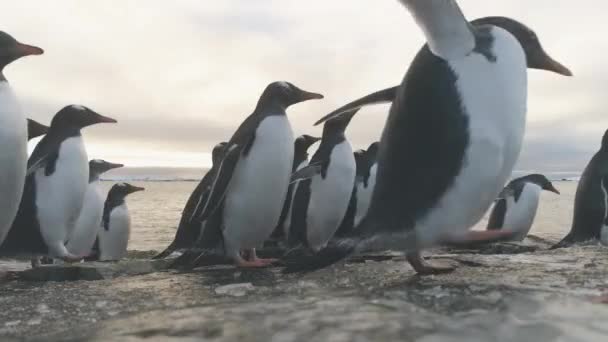 Gentoo penguin stand on frozen ice rock shore — Stock Video