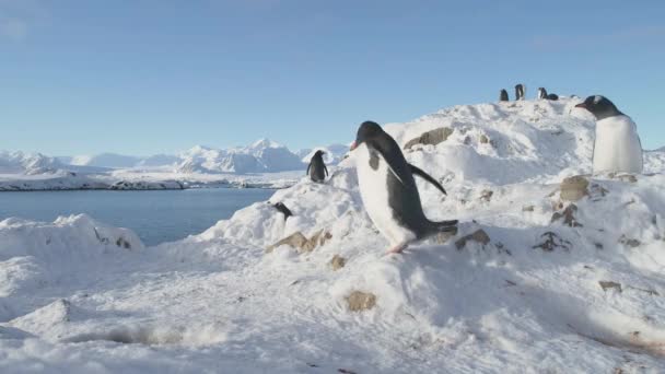 Gentoo penguin Antarktis djurliv närbild porträtt — Stockvideo