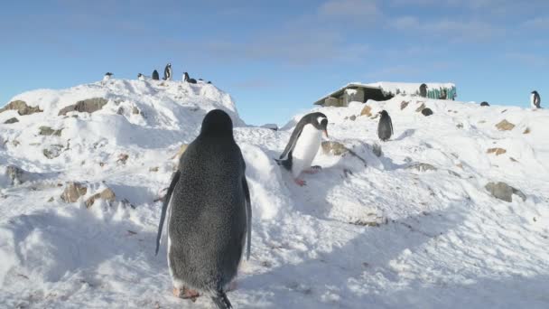 Gentoo pinguïn stelen nesten steen Antarctische close-up — Stockvideo