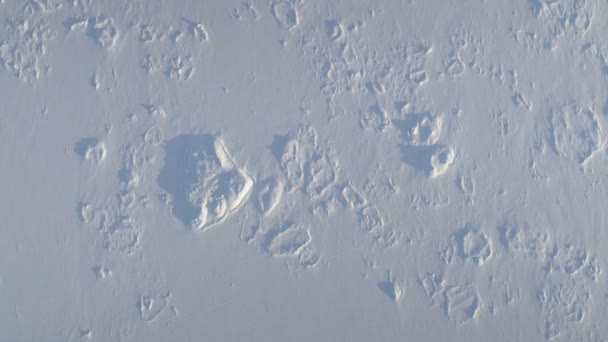 Nieve ártica cubierta de superficie superior hacia abajo vista aérea — Vídeos de Stock