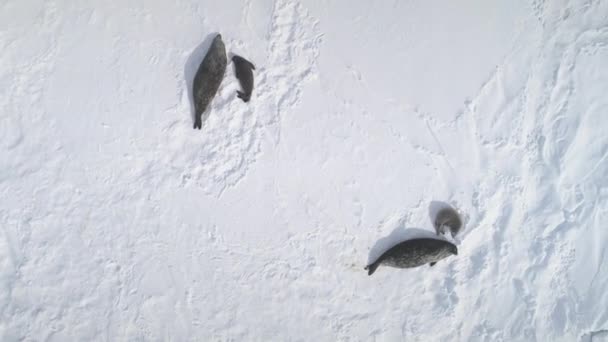 अंटार्क्टिका लग्न सील वरच्या खाली हवाई दृश्य — स्टॉक व्हिडिओ