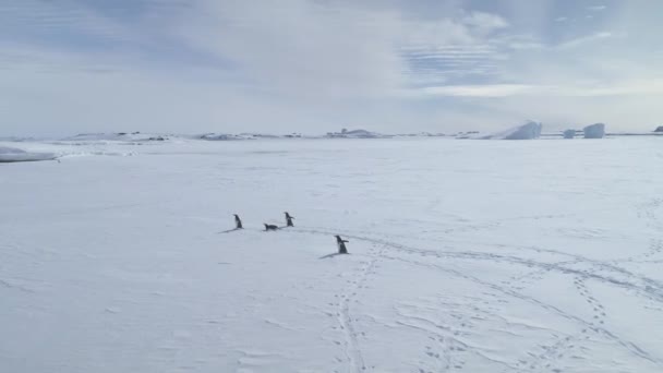 Gentoo Penguin run antarctica frozen ocean aerial — Vídeos de Stock