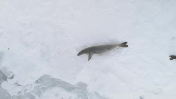 Familia de foca Weddell yace nieve vista aérea superficie — Vídeos de Stock