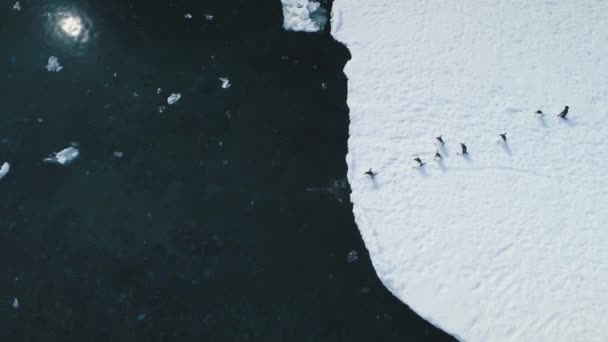 Antarctique gentoo pingouin saut océan vue de dessus — Video