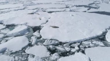 Crabeater mühür buzdağı Antarktika yaban hayatı