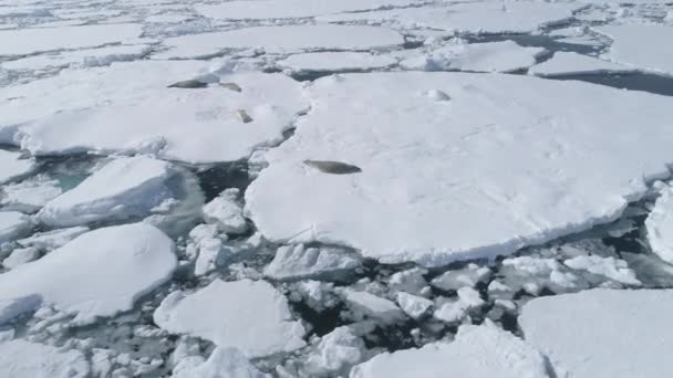 Crabe phoque iceberg antarctique faune — Video