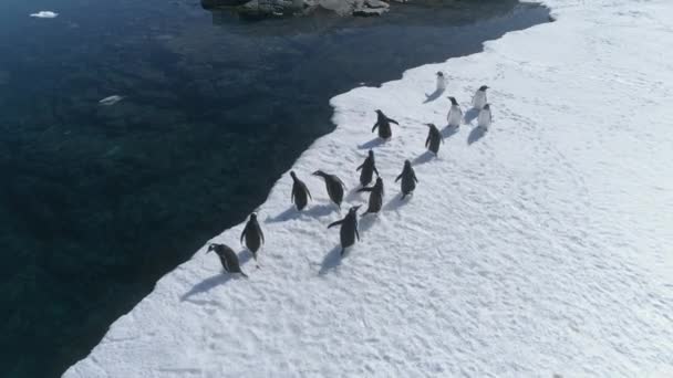 Antarktika gentoo penguen havadan kenar görünümü — Stok video