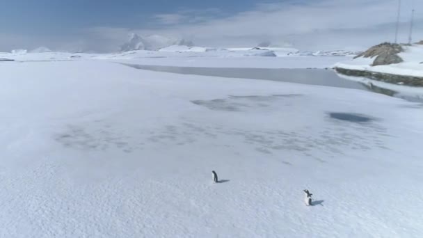 Antarctica gentoo pinguïn luchtfoto tracking shot — Stockvideo