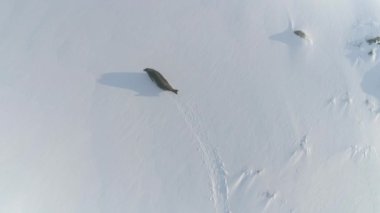 Antarktika weddell mühür hava manzaralı
