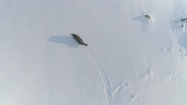 Widok z lotu ptaka krajobraz foka Weddella Antarktyda — Wideo stockowe