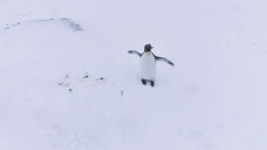 Yalnız kral penguen dalga kanat Antarktika yaban hayatı