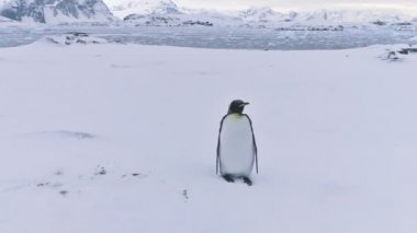 Antarktika yaban hayatı doğa manzara Kral penguen