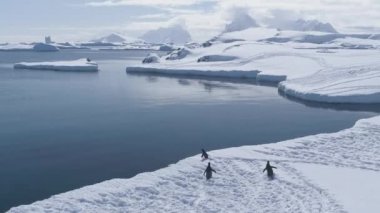 Antarktika penguenler buz üstünde yürür ve suya atlar