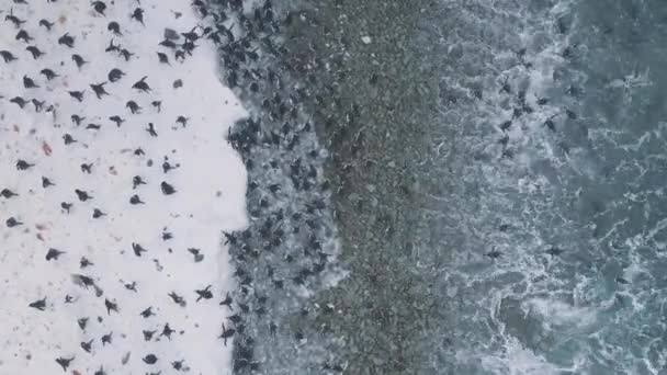 젠투 펭귄 서식 지 남극 해안 조감도 — 비디오