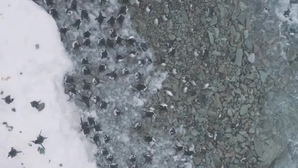 Antarctica kust gentoo pinguïn groep luchtfoto — Stockvideo
