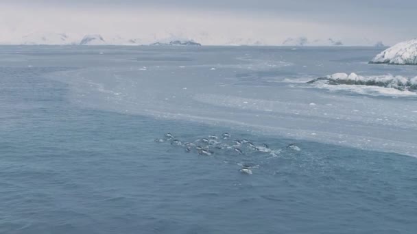 Gentoo penguin group simma antarctiic ocean vatten — Stockvideo