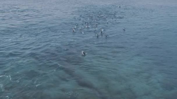 젠투 펭귄 수 중 남극 바다 수영 — 비디오