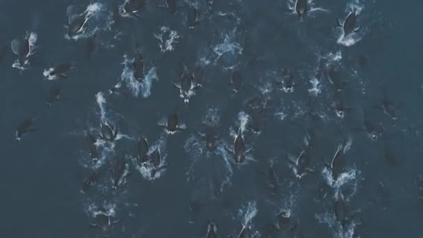 Sauter Gentoo pingouin dans l'eau de l'océan Antarctique 