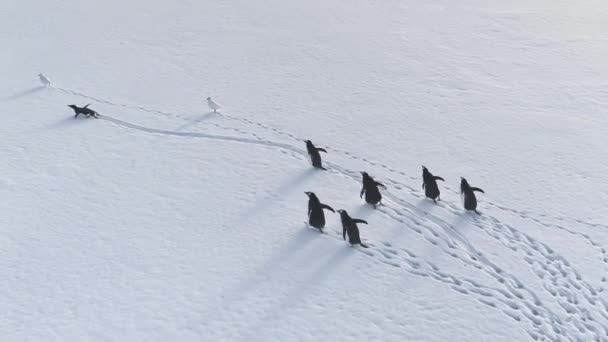 Antarktische gentoo pinguin snow walk Luftaufnahme — Stockvideo