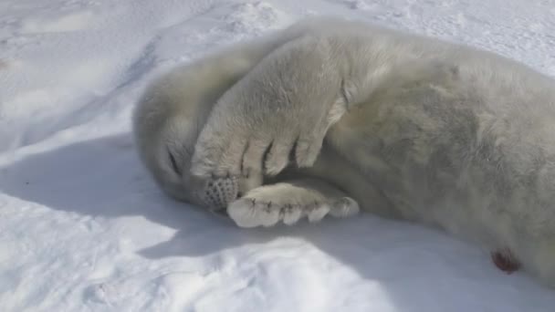 韦德尔密封小狗享受极地阳光特写镜头 可爱的南极洲野生动物动物婴儿玩在未触及的冷冻冬季表面栖息景观 前视视频拍摄全高清1080P 1920X1080 — 图库视频影像