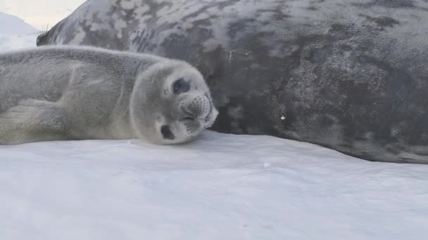 Antarktika bebek weddell mühür dinlenme yetişkin anne — Stok video
