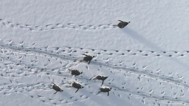 Gentoo πιγκουίνος ομάδα χιονοσκέπαστο εναέρια θέα στην ενδοχώρα — Αρχείο Βίντεο