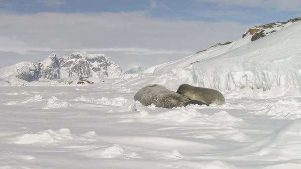 Antarctische weddell seal pup zuigen melk closeup — Stockvideo