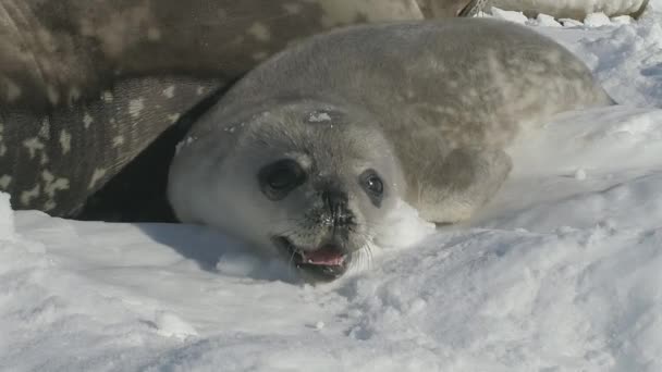 Weddell seal pup rest volwassen moeder vooraanzicht — Stockvideo
