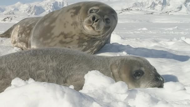 Legrační Tuleň Weddellův Těšit Antarktidě Ledu Krajiny Wildlife Každého Obyvatele — Stock video