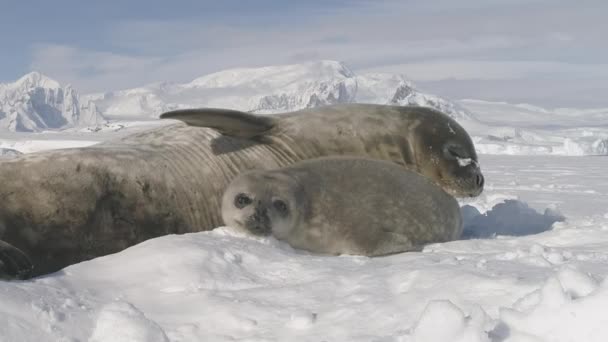 Antártico Weddell foca madre cuidado lindo cachorro — Vídeos de Stock