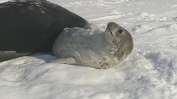 Antártico weddell foca cachorro jugar nieve primer plano — Vídeos de Stock