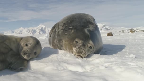 Weddell seal erwachsene mutter pflege baby polar blick — Stockvideo