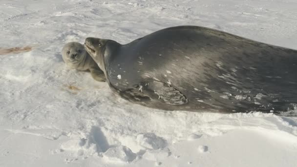 Foka Weddella śniegu Antarktyda, rodzic dziecka play — Wideo stockowe