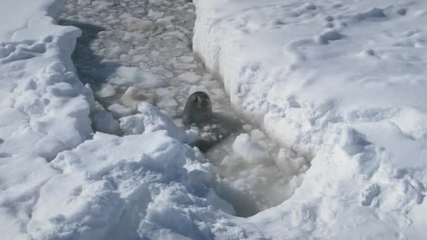 Antarctique weddell seal émergent glace océan eau — Video