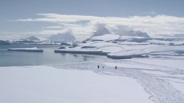 Επική Ανταρκτική τοπίο πιγκουίνος ομάδα εναέρια άποψη — Αρχείο Βίντεο