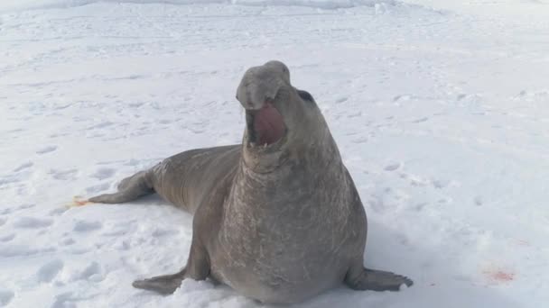 Antarktika yetişkin deniz fili growl yakın çekim — Stok video