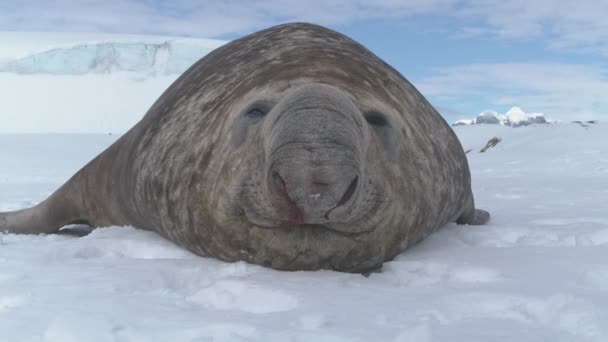 Große antarktische Elefantenrobbe macht Nickerchen in Großaufnahme — Stockvideo