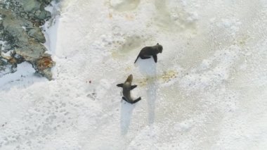 Kürk mühür aile görünümü aşağı kar yüzey üstüne