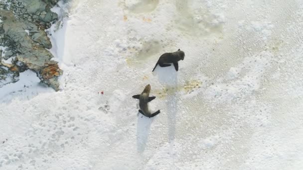 Famiglia di foche di pelliccia sulla superficie della neve vista dall'alto verso il basso — Video Stock